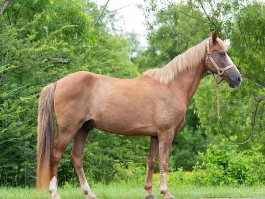 Aiken Equine Rescue Horse
